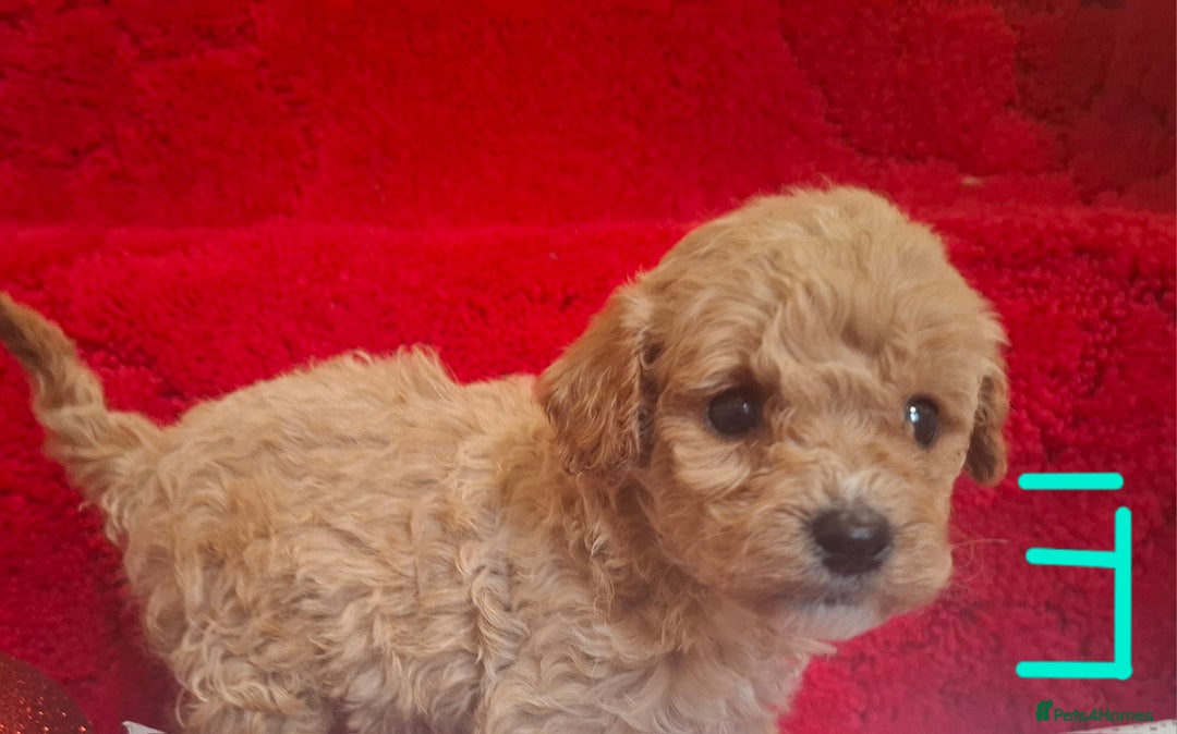 Cavapoo dogs for sale: Cavapoo puppies 🐶  - Advert 14