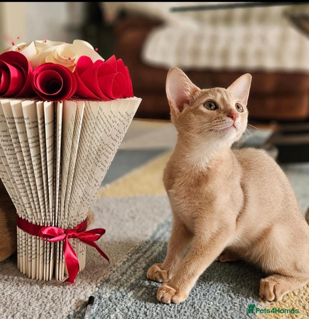 Abyssinian cats Beautiful Abyssinian Kittens  - Advert 12
