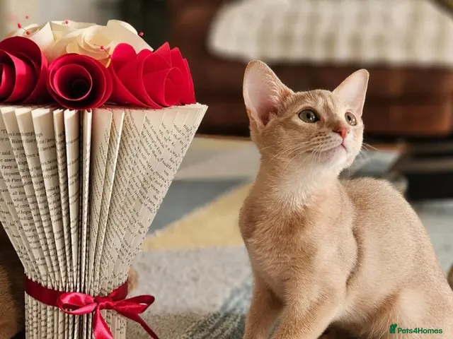 Abyssinian cats Beautiful Abyssinian Kittens - Advert 12