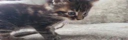 Persian cats for sale: Long haired doll faced Persian kittens X 4 - Advert 13