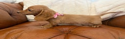 Miniature Dachshund dogs for sale: Beautiful Cream Longcoats Miniature Dachshund  - Advert 13