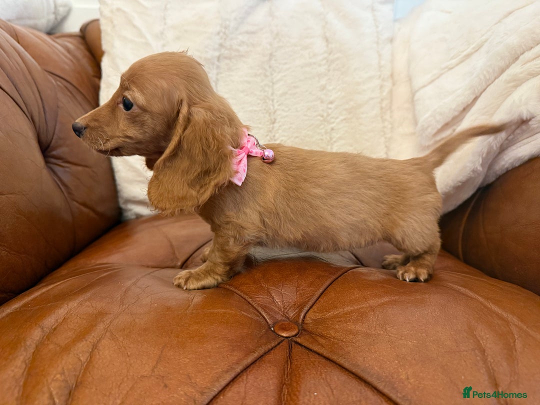 Miniature Dachshund dogs for sale: Beautiful Cream Longcoats Miniature Dachshund  - Advert 13