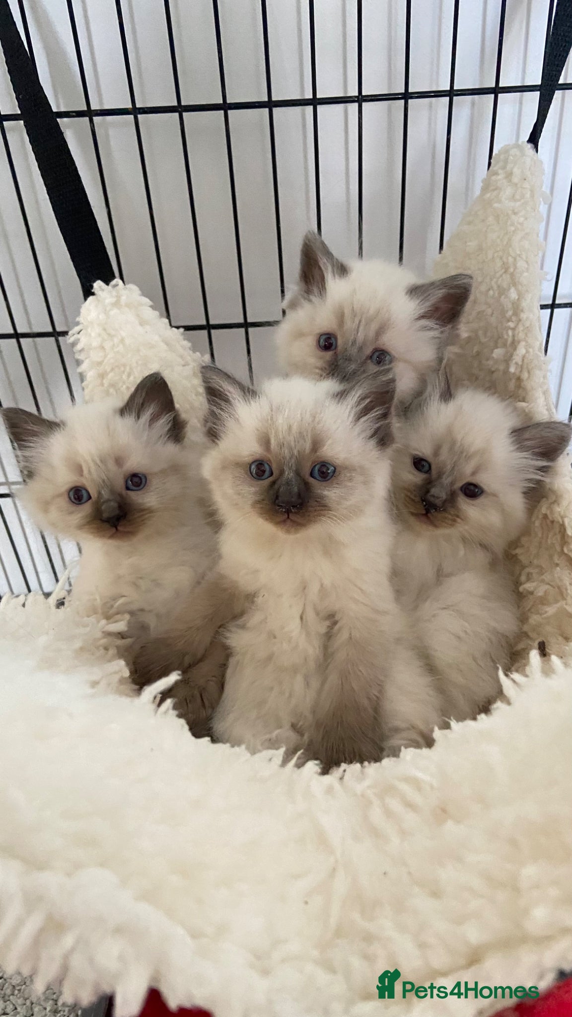 Ragdoll cats Beautiful blue point ragdoll kittens  - Advert 17