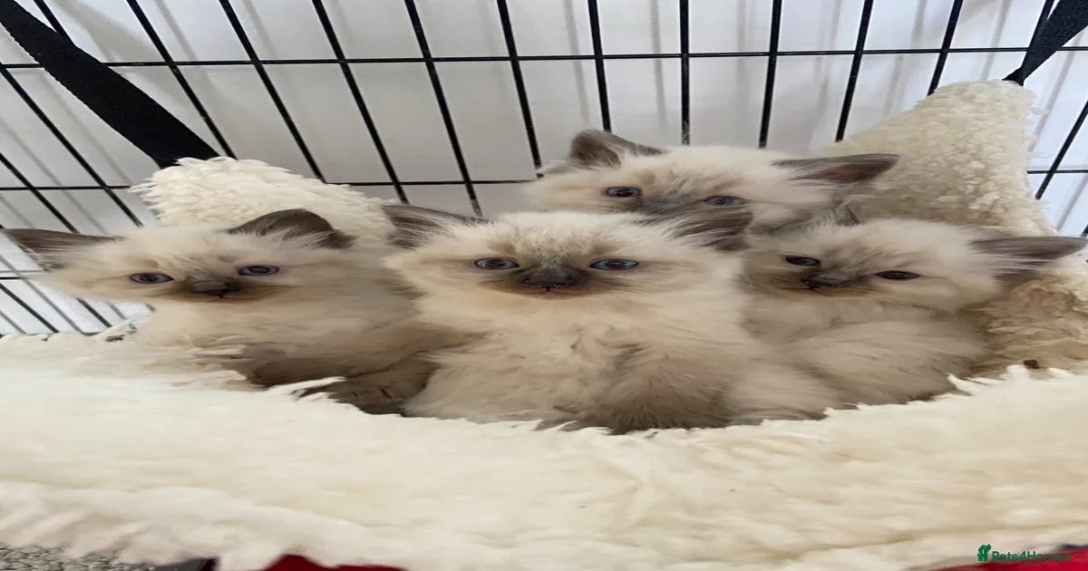 Beautiful blue point ragdoll kittens for sale in Nuneaton | Pets4Homes