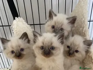 Ragdoll cats Beautiful blue point ragdoll kittens - Advert 17