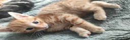 British Shorthair cats for sale: Female ginger kitten  - Advert 4