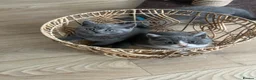 British Shorthair cats for sale: Beautiful BSH Kittens 🌺 READY NOW🌺 - Advert 8