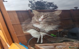 Maine Coon cats for sale: Adult blue male  - Image 2