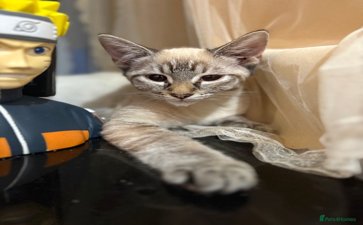 Mixed Breed cats - Advert 7