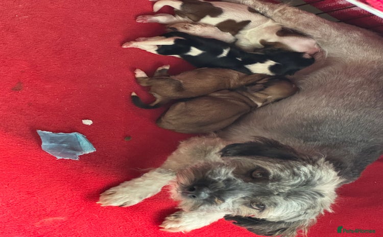 Havanese dogs - Advert 2