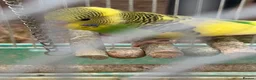 Budgerigars birds for sale: Budgies for sale - Advert 7
