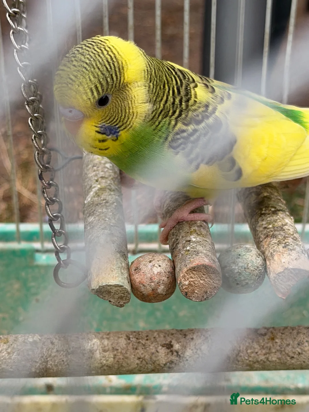 Budgerigars birds for sale: Budgies for sale - Advert 7