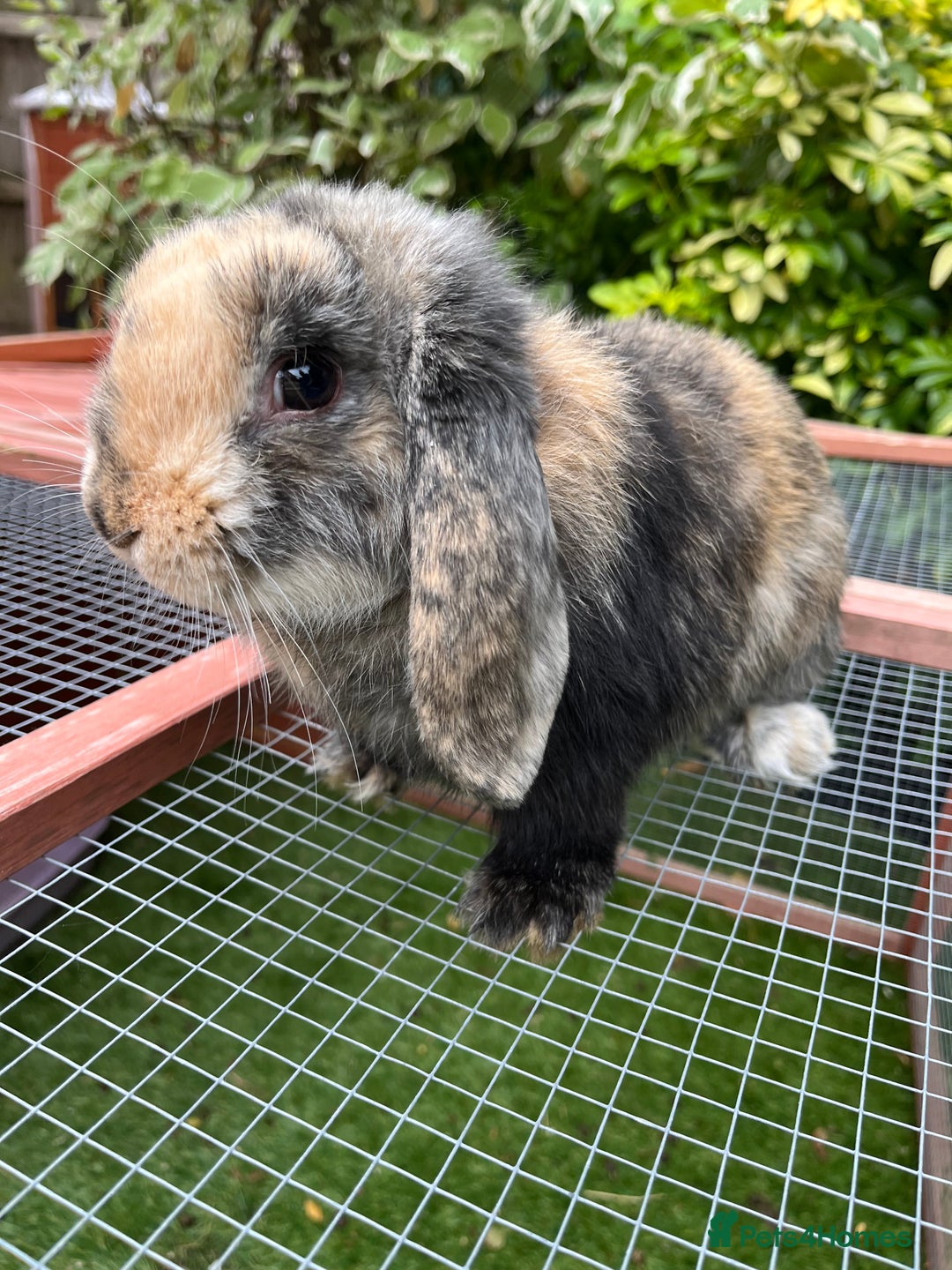 Mini Lop rabbits for sale: Mini lop buck for sale, pet home ideally. - Advert 3