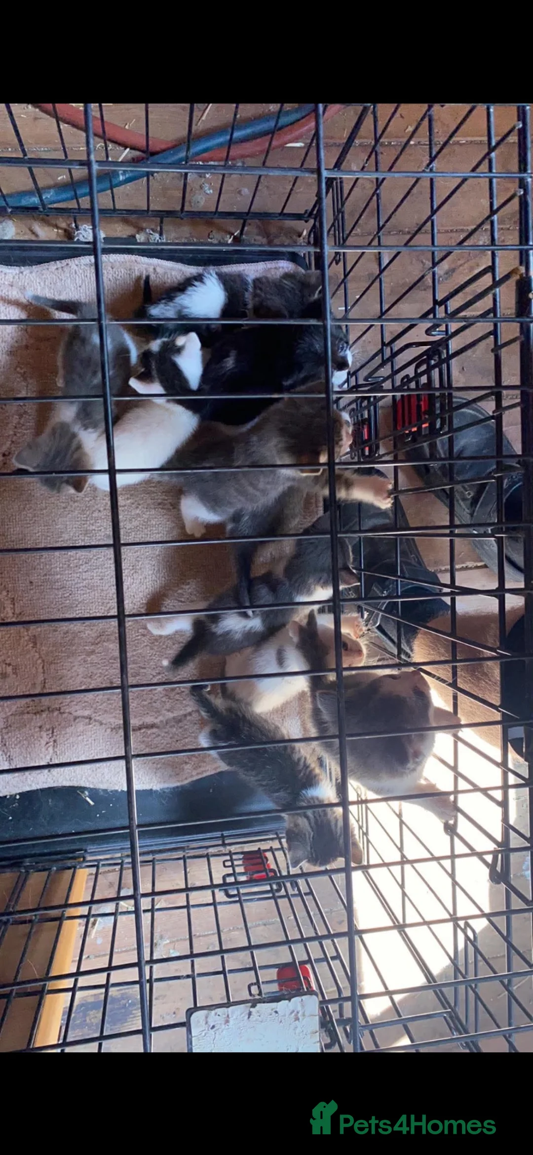 Mixed Breed cats for sale: Tabby cats - Advert 1