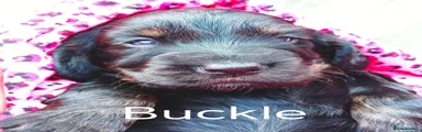 Buckle