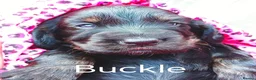 Cocker Spaniel dogs for sale: 6 Stunning Working Cocker Spaniels.3 boys 3 girls - Advert 4