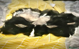 Guinea Pig rodents for sale: Baby boy guineas - Image 3