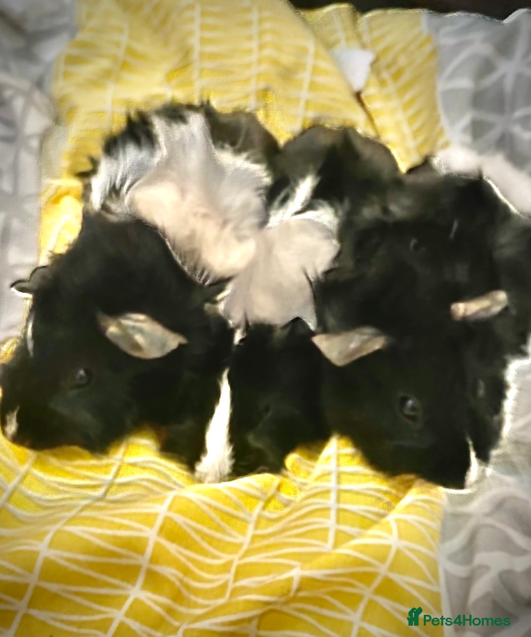 Guinea Pig rodents for sale: Baby boy guineas - Image 3