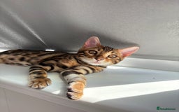 Bengal cats for sale: ❕Bengal cat for sale❕ - Image 8