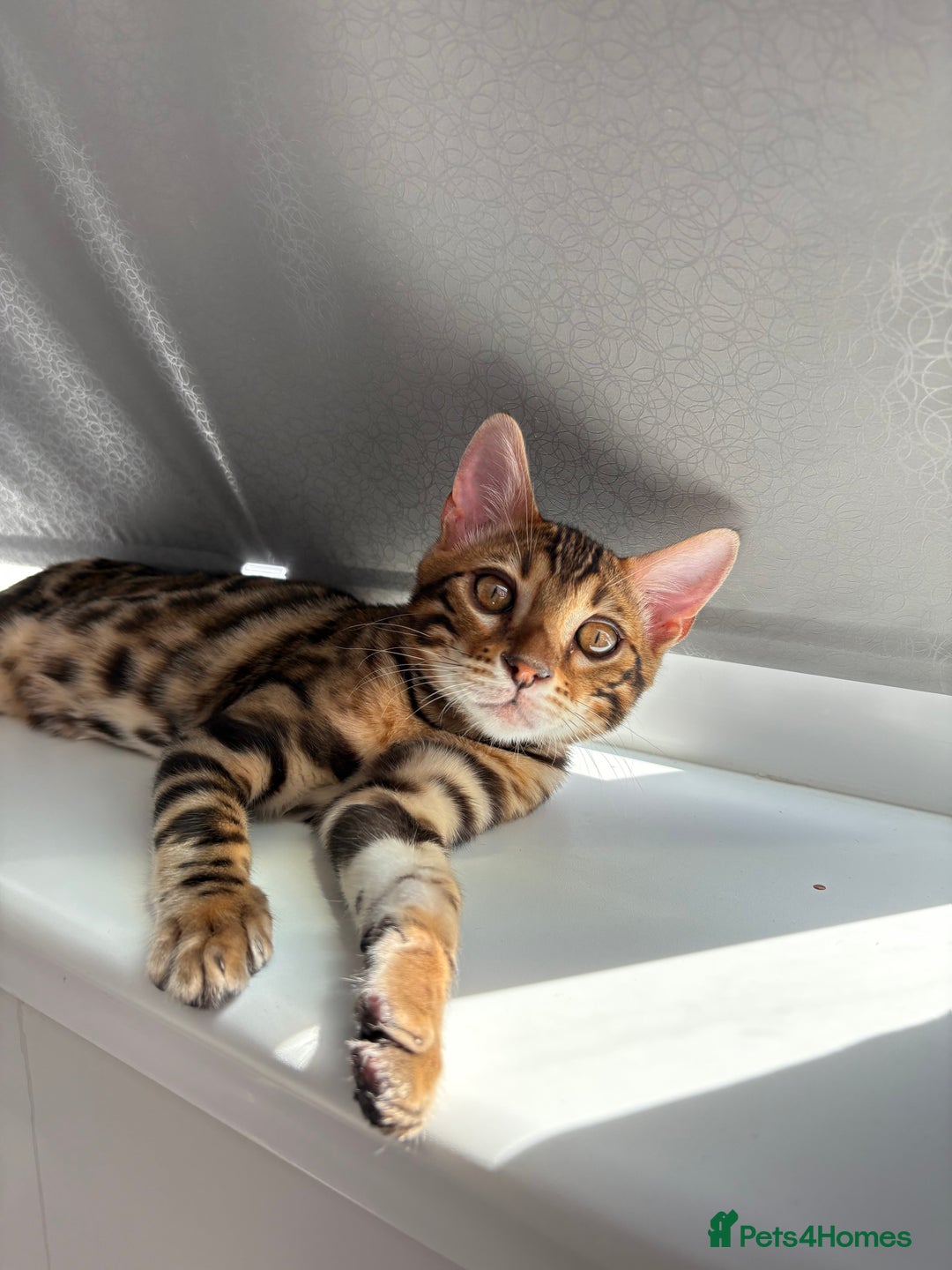 Bengal cats for sale: ❕Bengal cat for sale❕ - Image 8