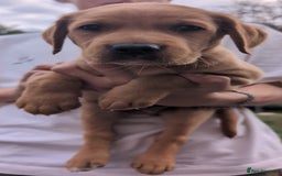 Labrador Retriever dogs for sale: Fox red Labrador 1 boy left  - Image 3