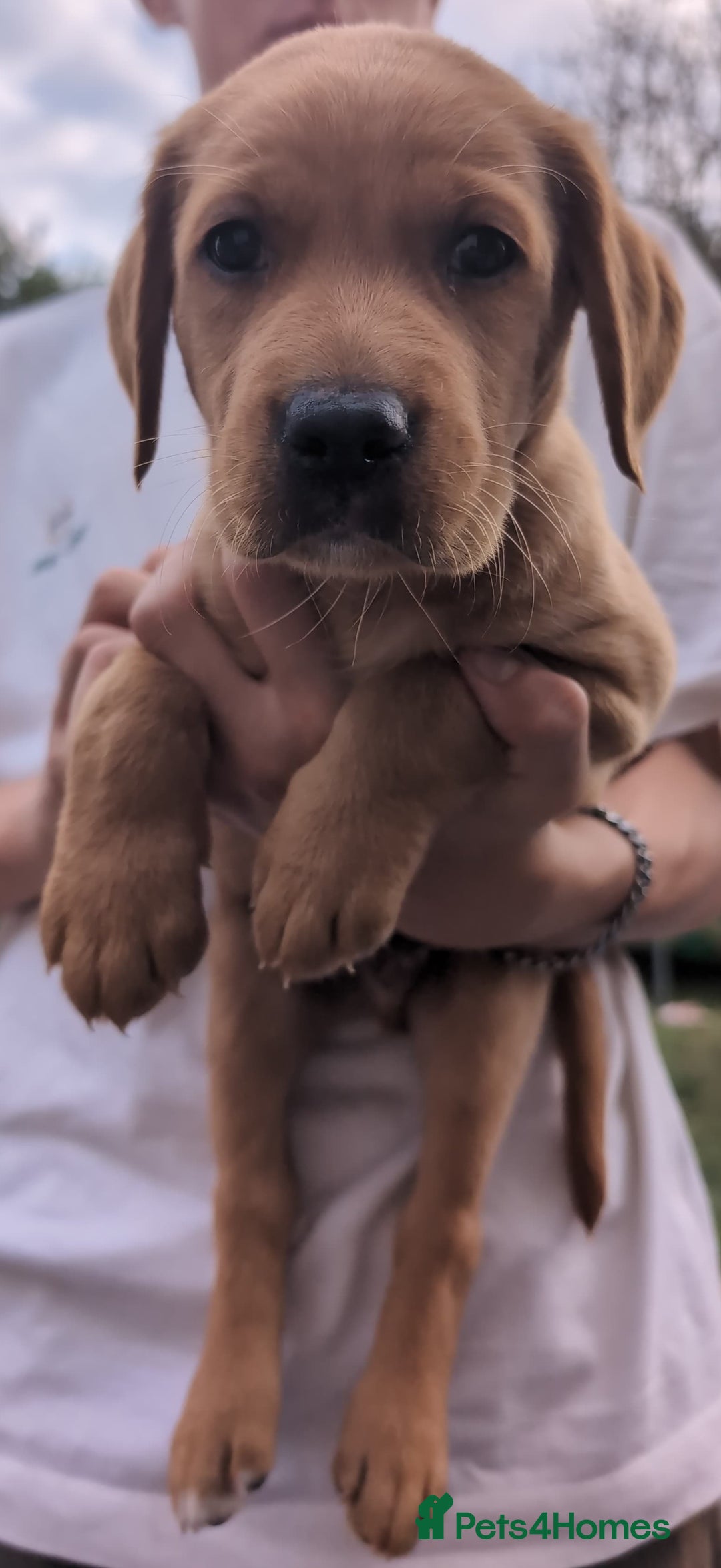 Labrador Retriever dogs for sale: Fox red Labrador 1 boy left  - Image 3