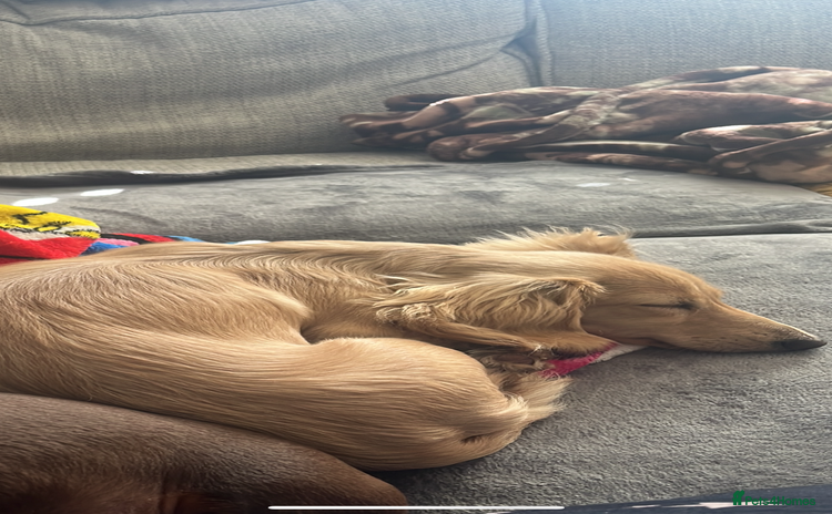 Miniature Dachshund dogs - Advert 4
