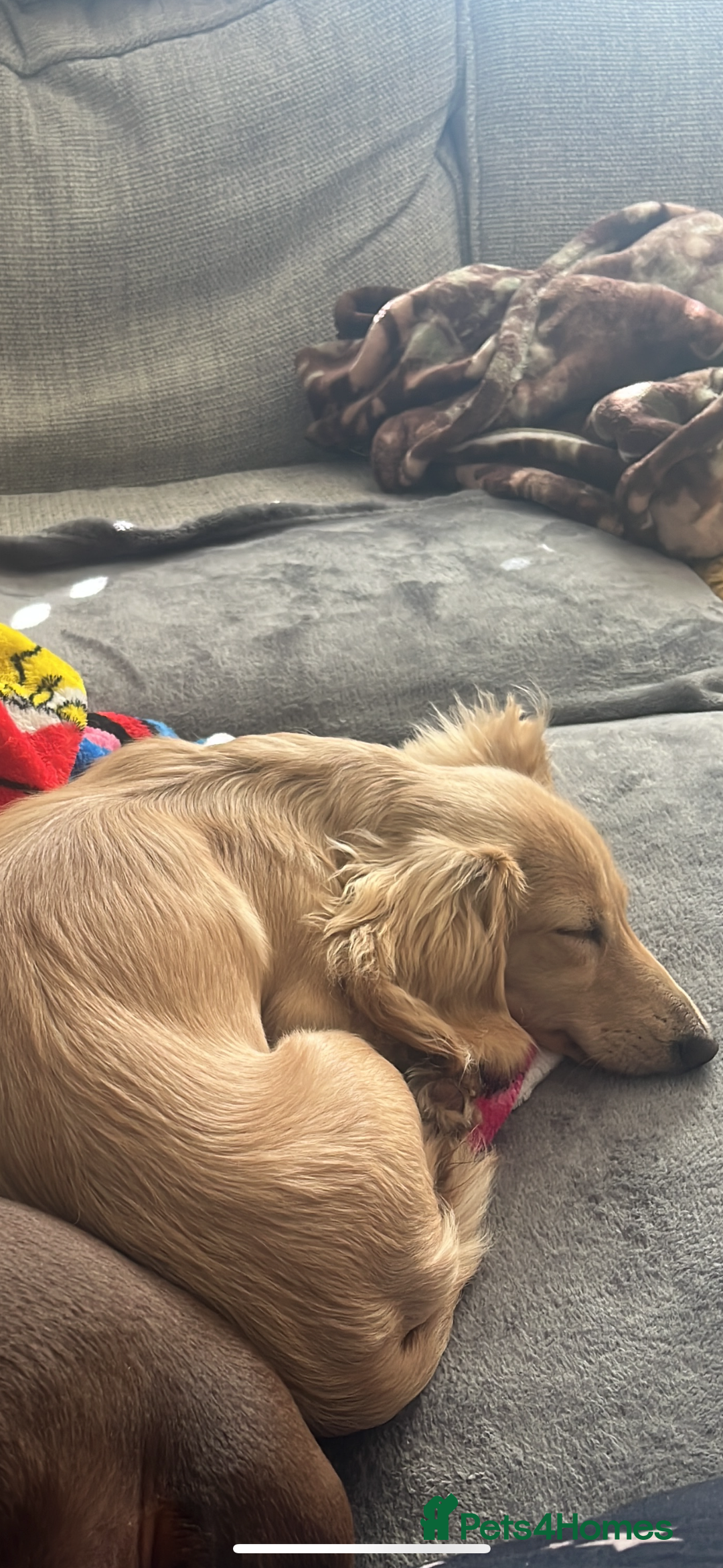 Miniature Dachshund dogs for sale: Cream female mini dachshund  - Image 1