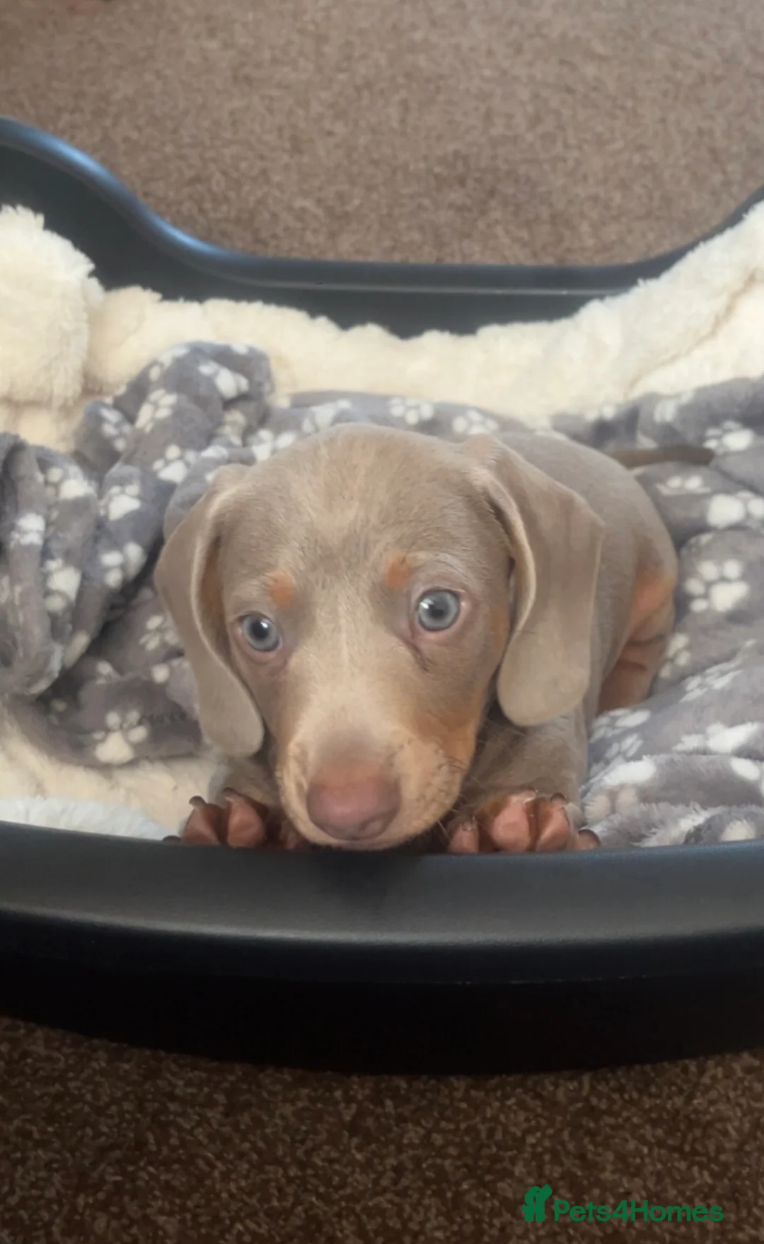 Miniature Dachshund dogs for sale: Beautiful miniature dachshunds  - Advert 2