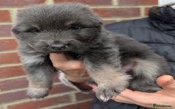 German Shepherd dogs for sale: Gorgeous and Rare German Shepherd Puppies for Sale - Advert 12