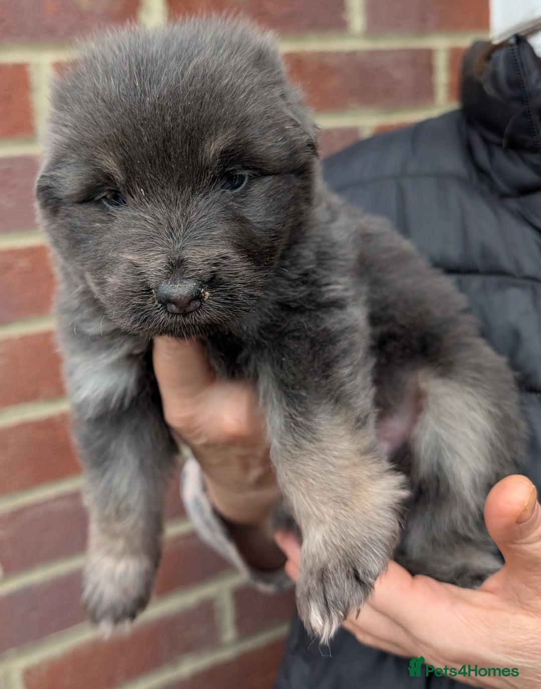 German Shepherd dogs for sale: Gorgeous and Rare German Shepherd Puppies for Sale - Advert 12