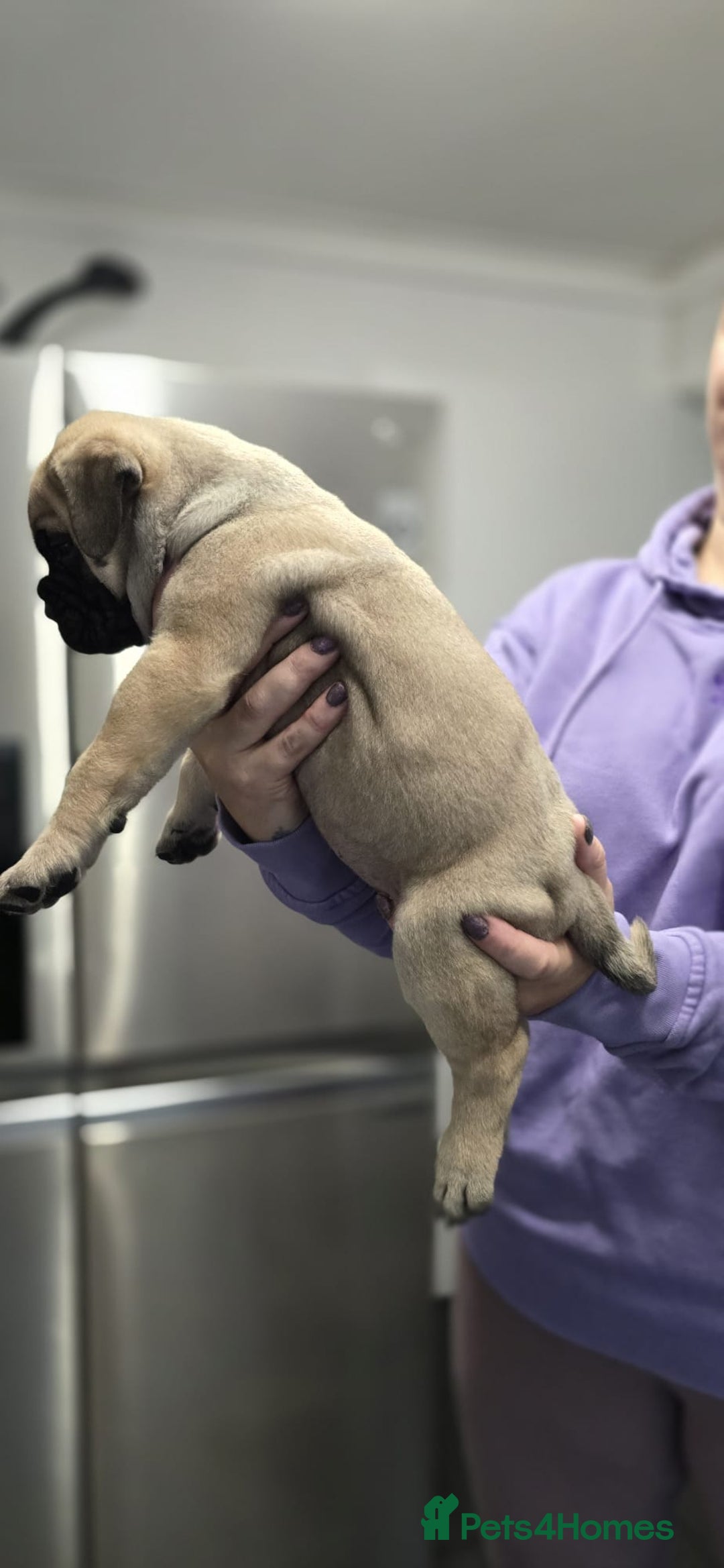 Bullmastiff dogs for sale: Bullmastiff Puppies  - Image 13