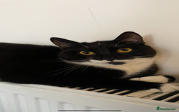 Mixed Breed cats for sale:  Lovely Young Boy Seeking New Home - Image 4