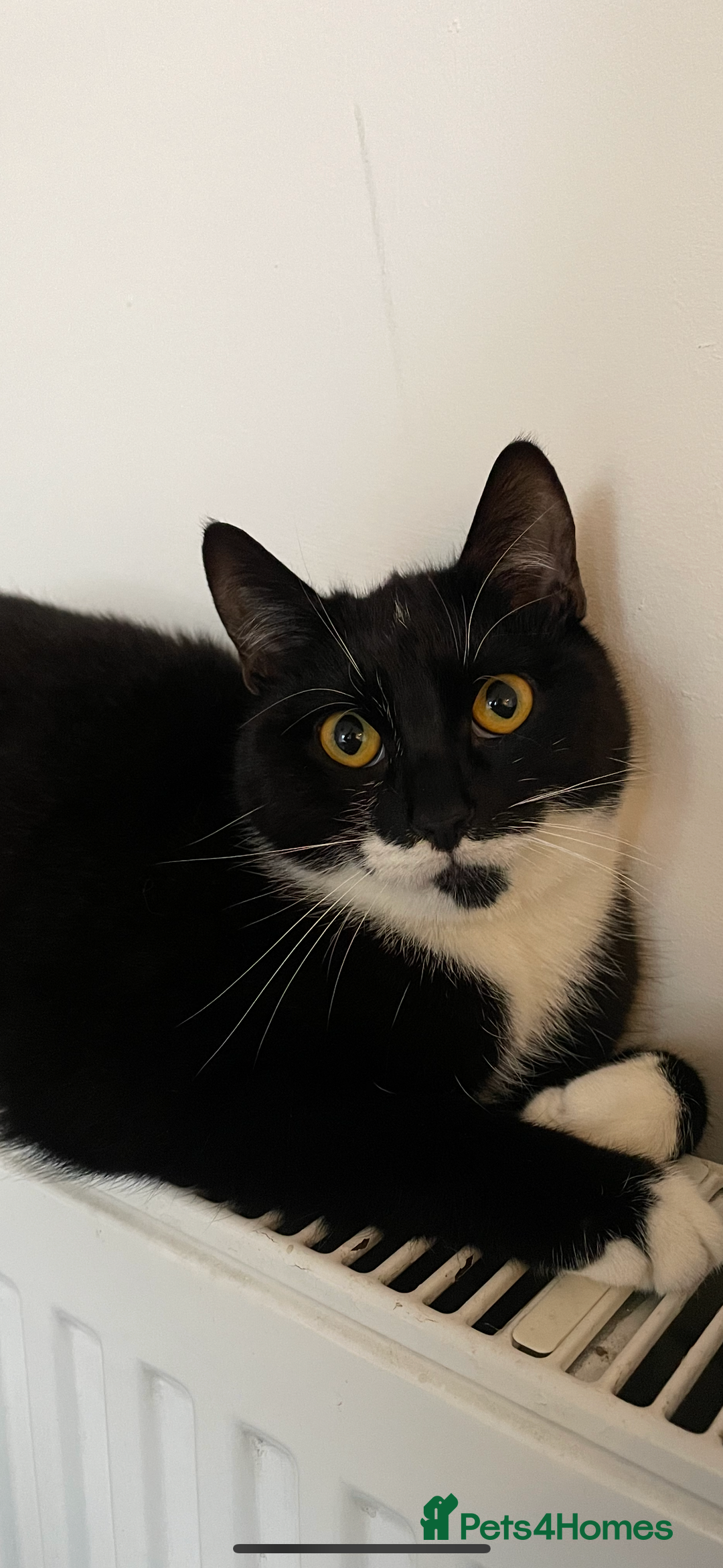 Mixed Breed cats for sale:  Lovely Young Boy Seeking New Home - Image 4