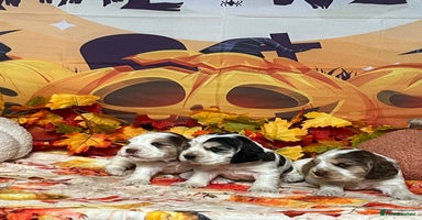 Cocker Spaniel dogs - Advert 16