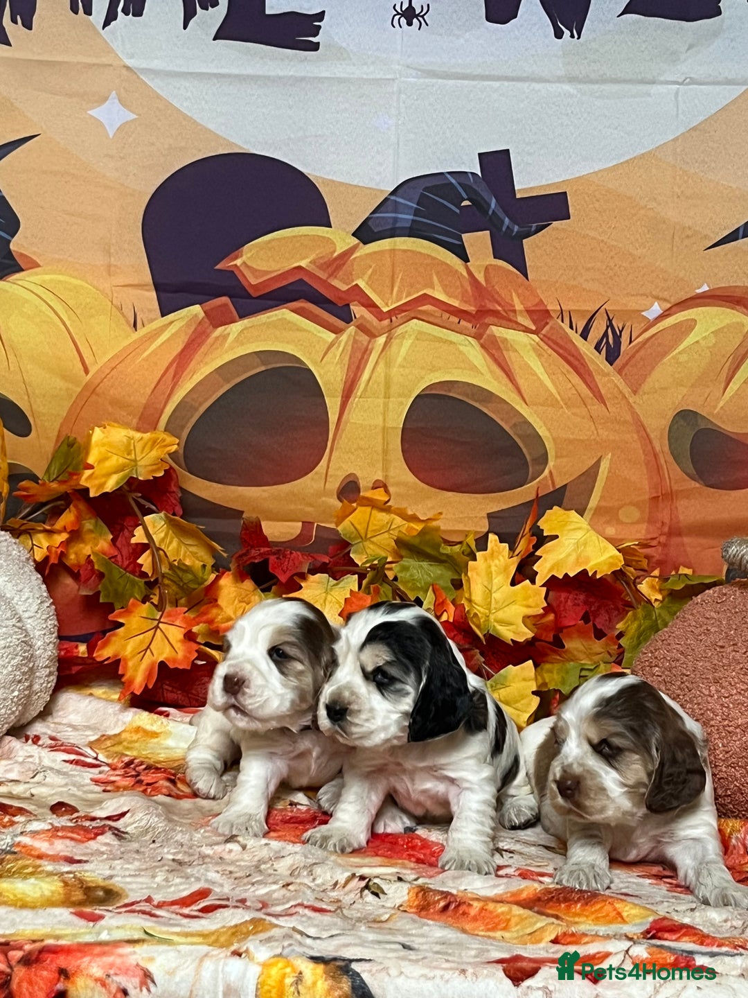 Cocker Spaniel dogs for sale: Exceptional KC registered Show Cocker Spaniels  - Image 2