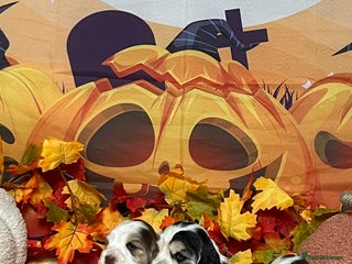 Cocker Spaniel dogs - Advert 14