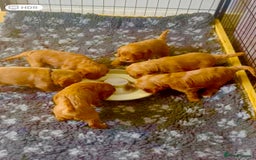 Cavapoo dogs for sale: BEAUTIFUL F1 CAVAPOOS - Image 6
