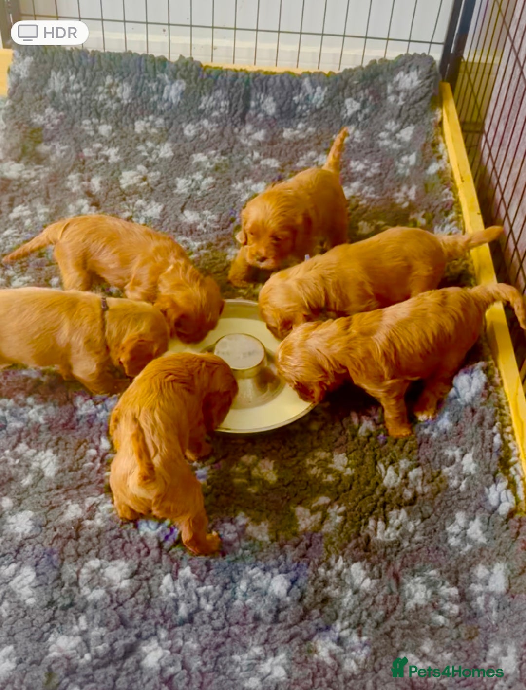 Cavapoo dogs for sale: BEAUTIFUL F1 CAVAPOOS - Image 6