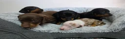 Dachshund dogs for sale: Beautiful Standard Dachshund Puppies  - Advert 26