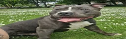 Staffordshire Bull Terrier dogs for sale: Male blue staffy  - Advert 7