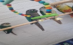 Conures birds for sale: Conures  - Image 2