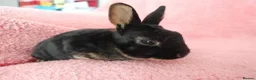 Rex rabbits for sale: Baby mini rex for sale  - Advert 1