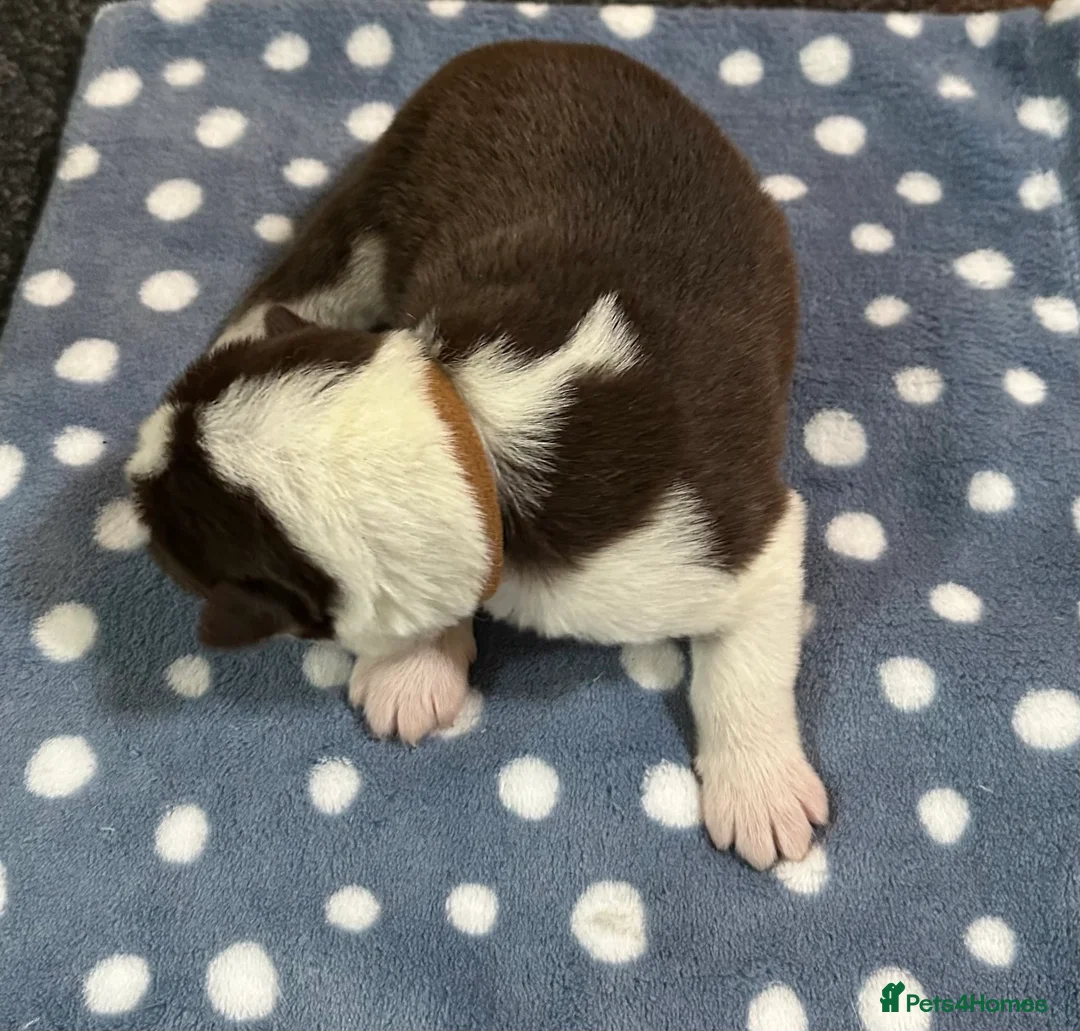 Siberian Husky dogs for sale: 4 Beautiful Siberian Husky Puppies - Advert 5