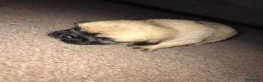 Mixed Breed 5