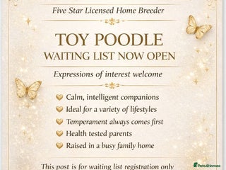 Toy Poodle dogs Toy poodle WAITING LIST - Advert 2