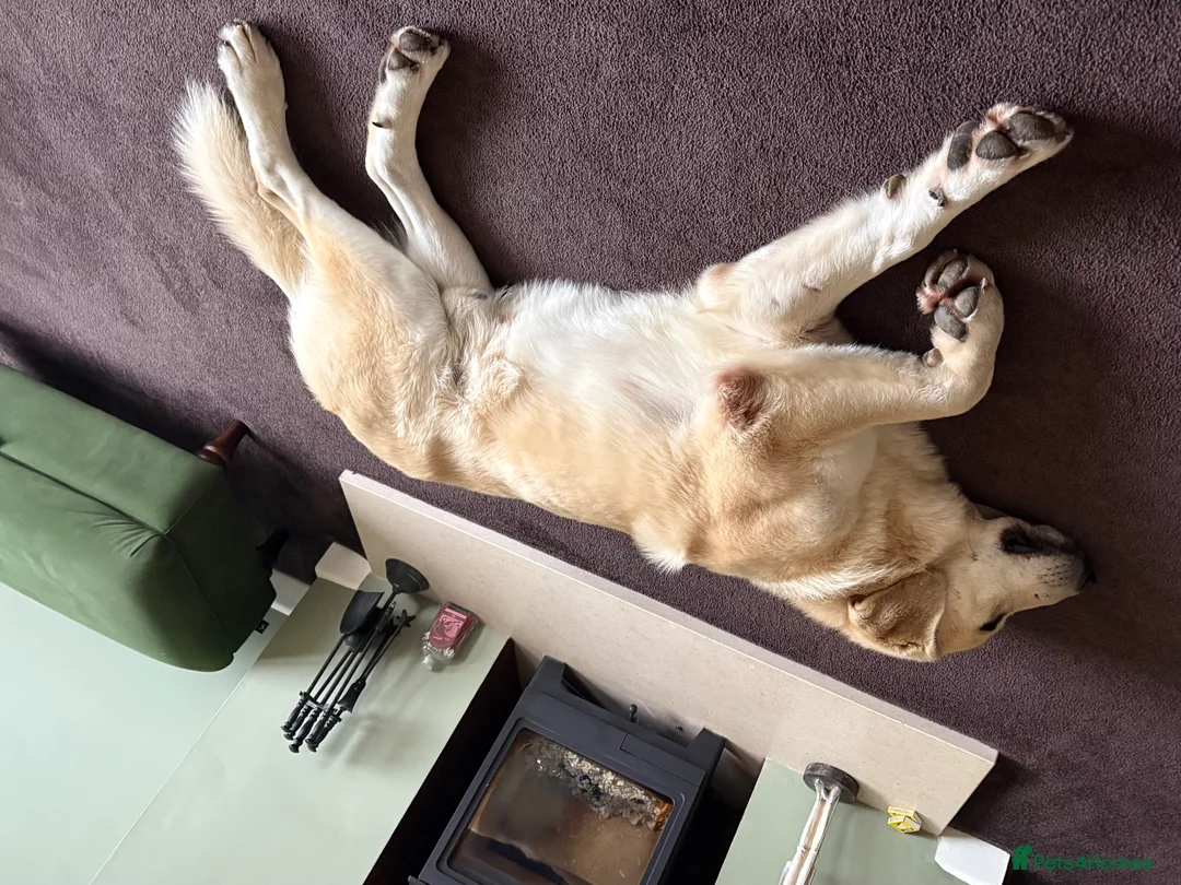 Mixed Breed dogs for sale: Gorgeous goofy Asprouli looking for his home - Advert 10