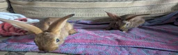 Belgian Hares rabbits for sale: Ready to leave on the 21st of July  in Aberdare - Advert 5