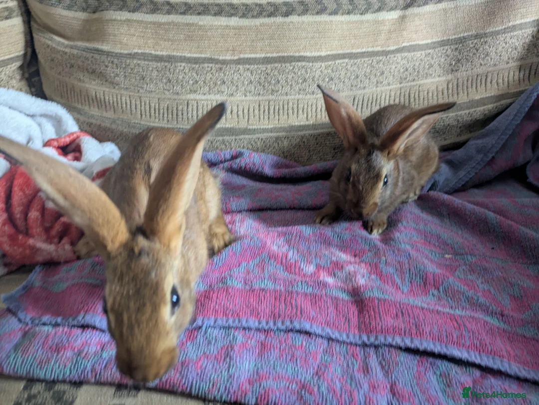Belgian Hares rabbits for sale: Ready to leave on the 21st of July  in Aberdare - Advert 5