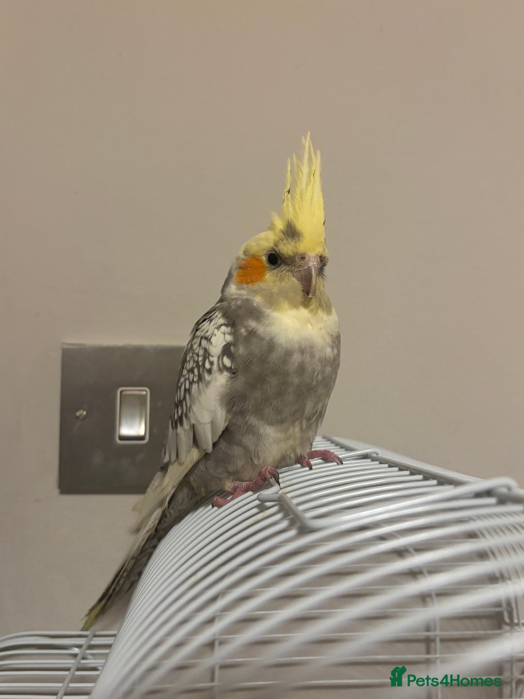 Cockatiels birds for sale: beautiful tame cockatiel for sale  - Advert 7
